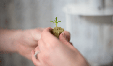 Let learning take root