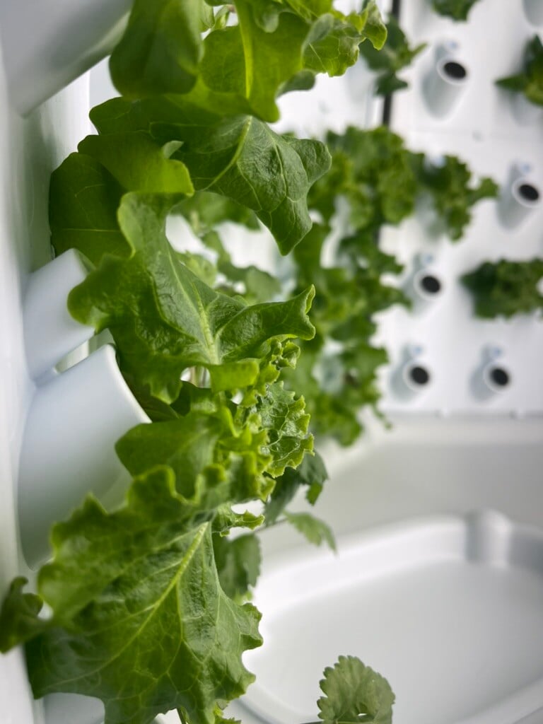 Lettuce Growing in Flex Farm