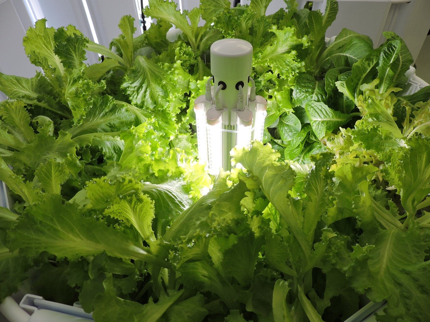 Top View Full Flex Farm-1