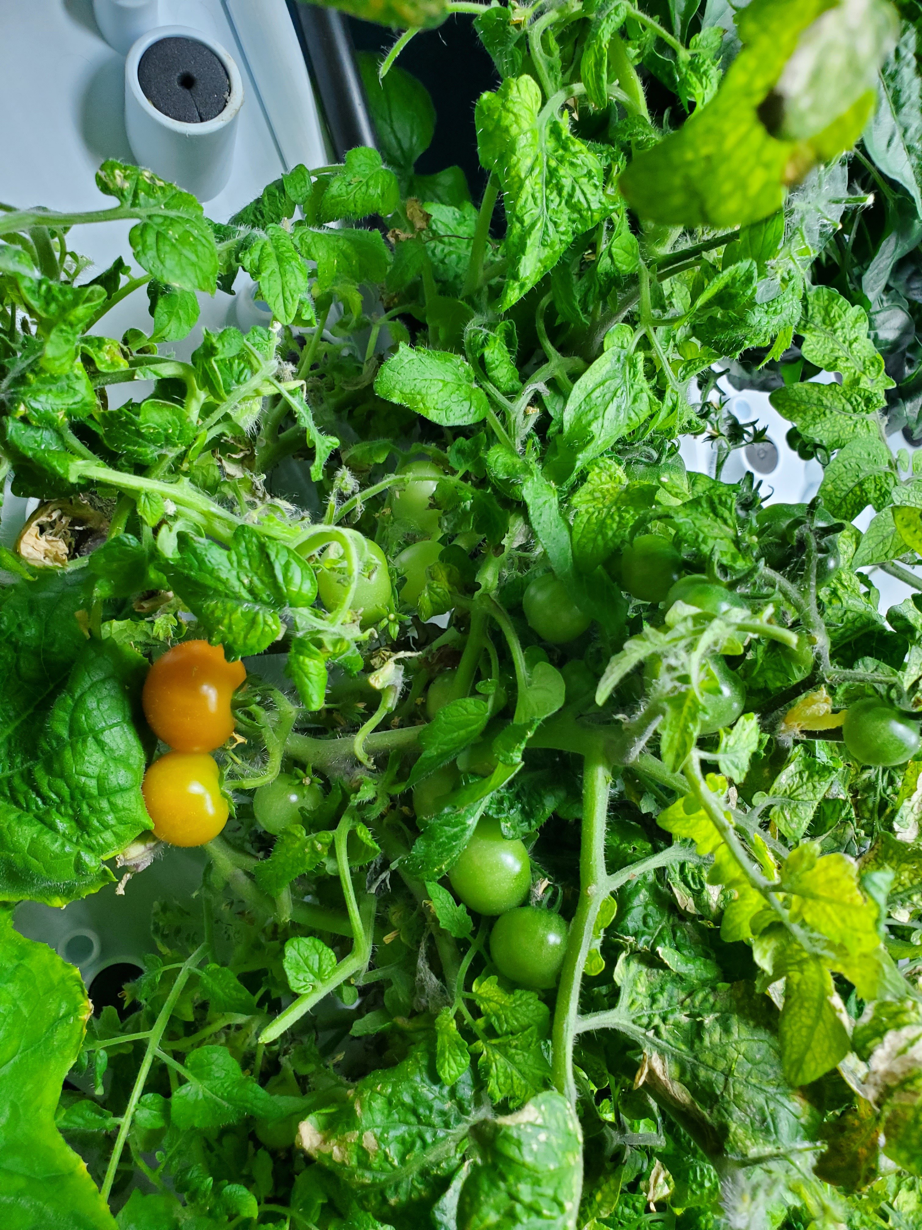 Ripe mini tomatoes ready to harvest