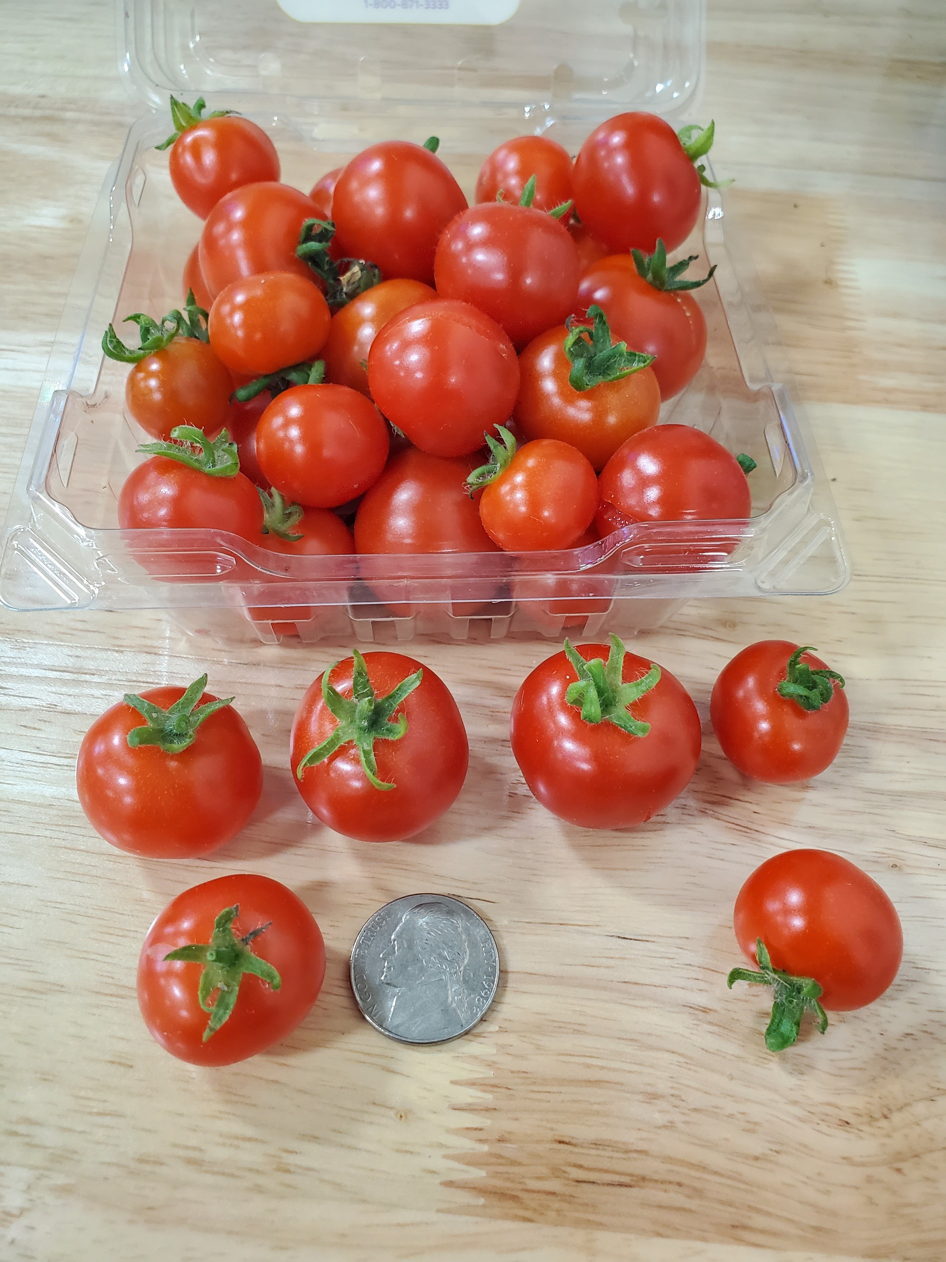 Mini tomato plant with ripe red cherry tomatoes growing on a Flex Farm