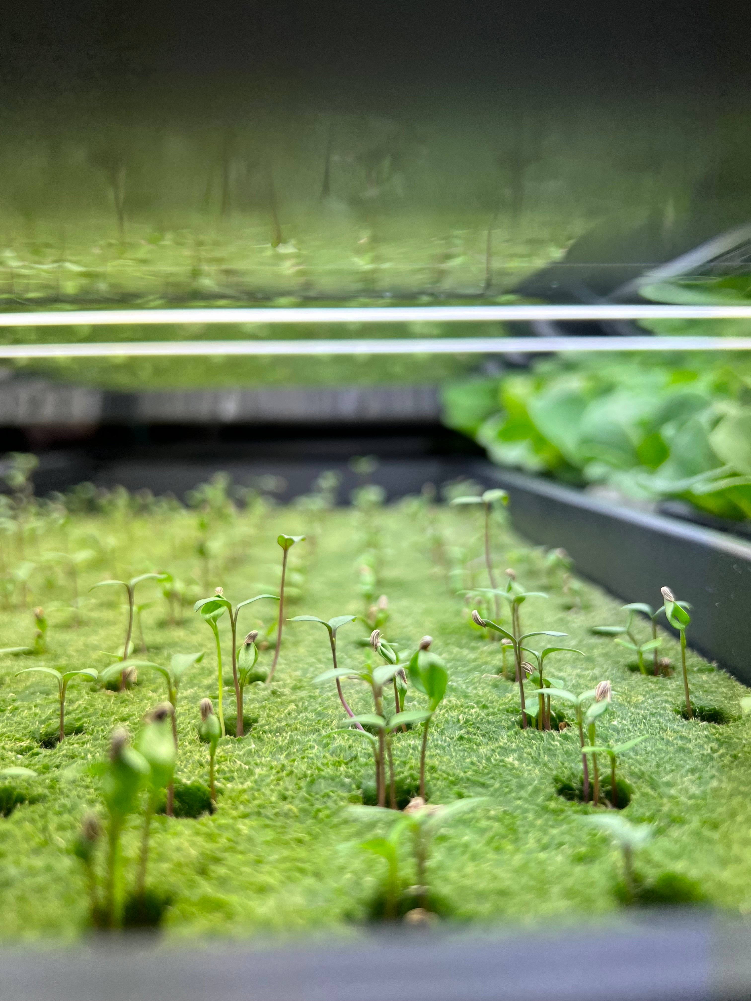 Seedlings growing under the lights in the Flex Micro, ready to transplant