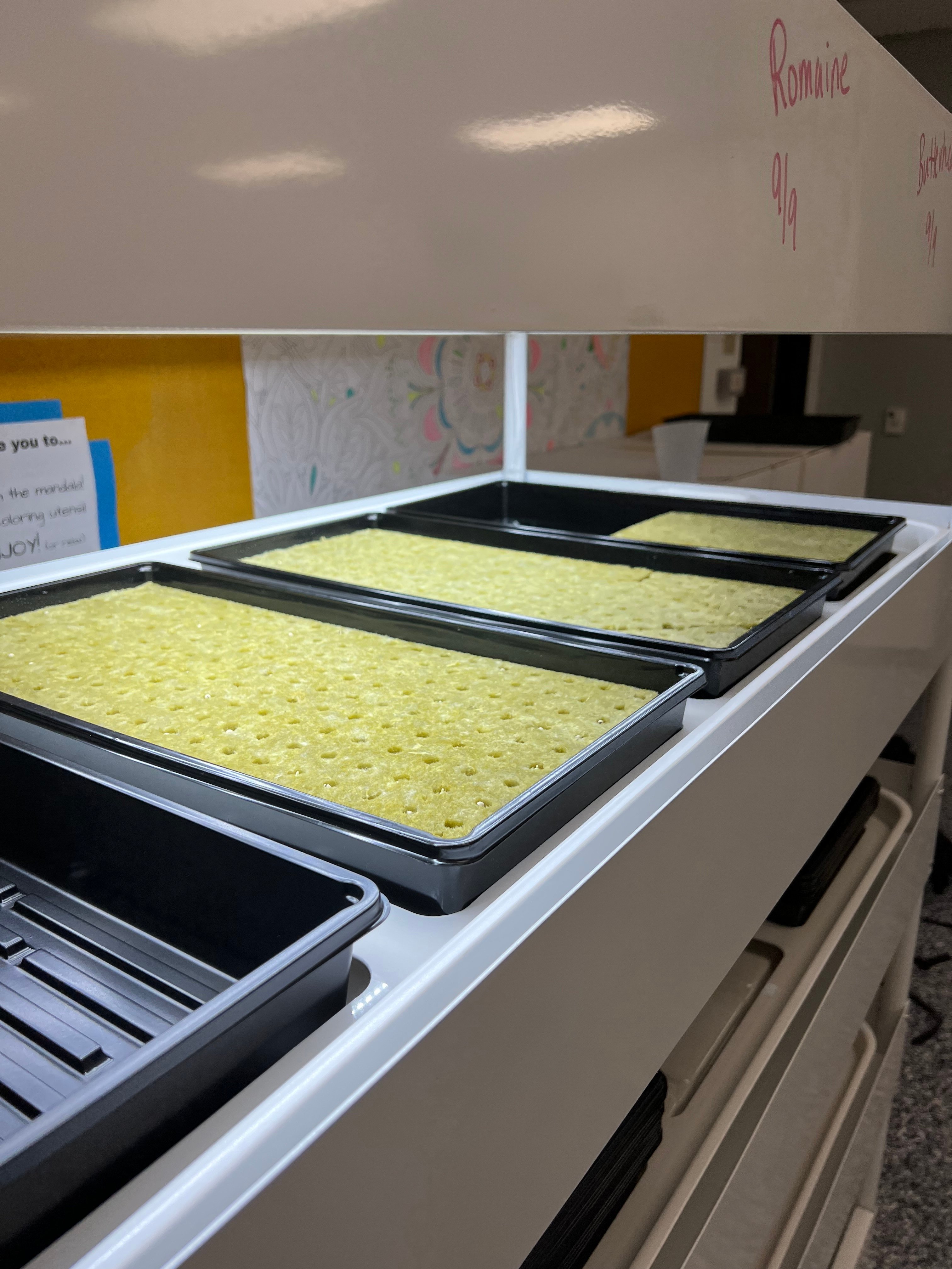 Nursery tray of germinated seedlings with the humidity dome removed