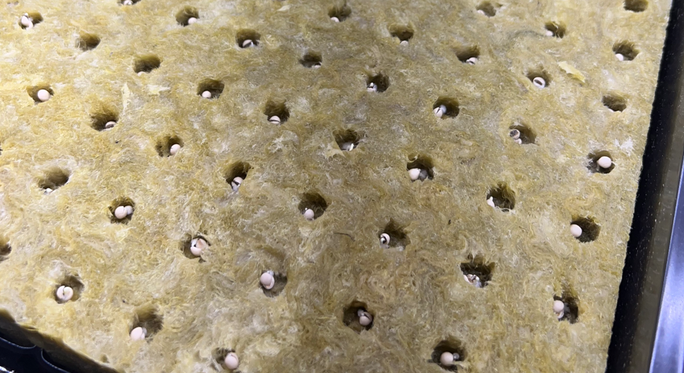 Pelleted lettuce seeds cracked open, each seedling curling out of its seed casing