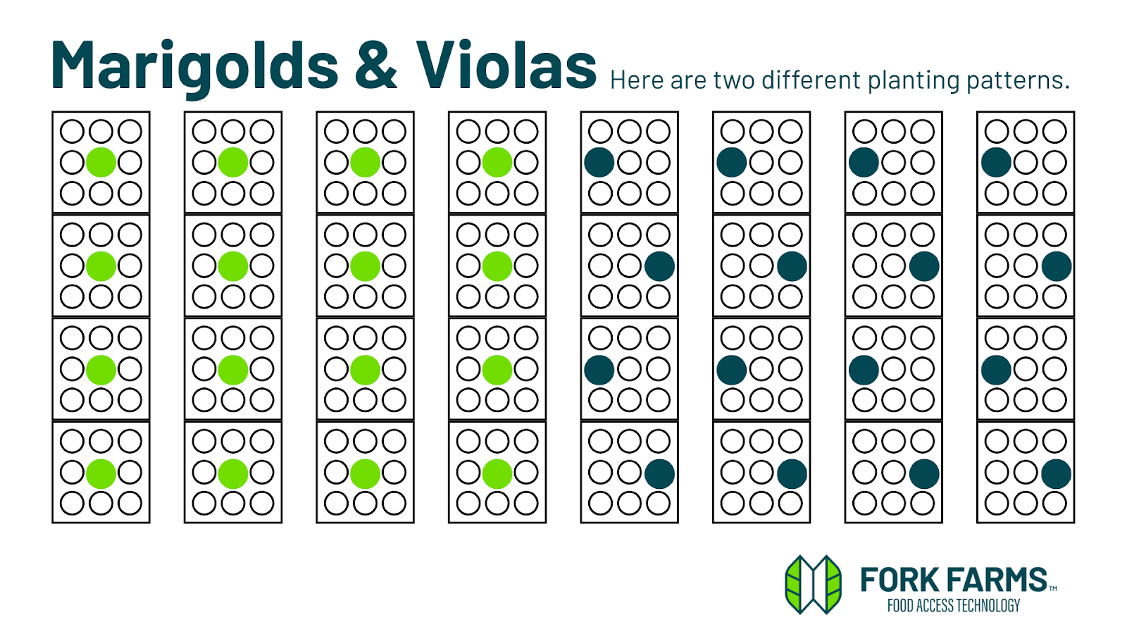 Flex Farm planting pattern for marigolds and violas: one plant in the center space of each panel