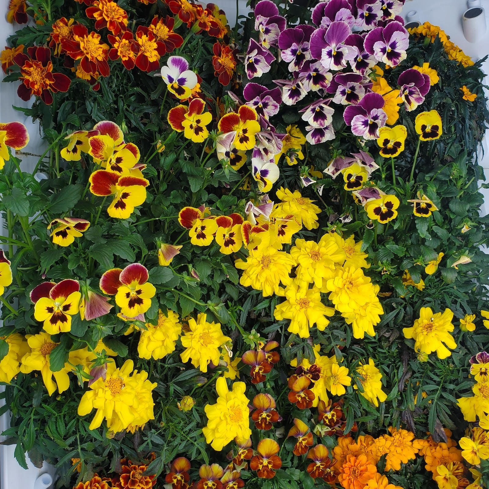 Marigolds and violas blooming in a Flex Farm