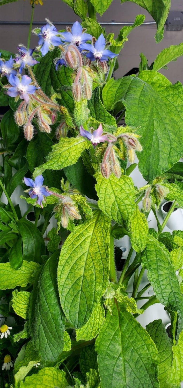 Edible flowers growing on the panels of a Flex Farm
